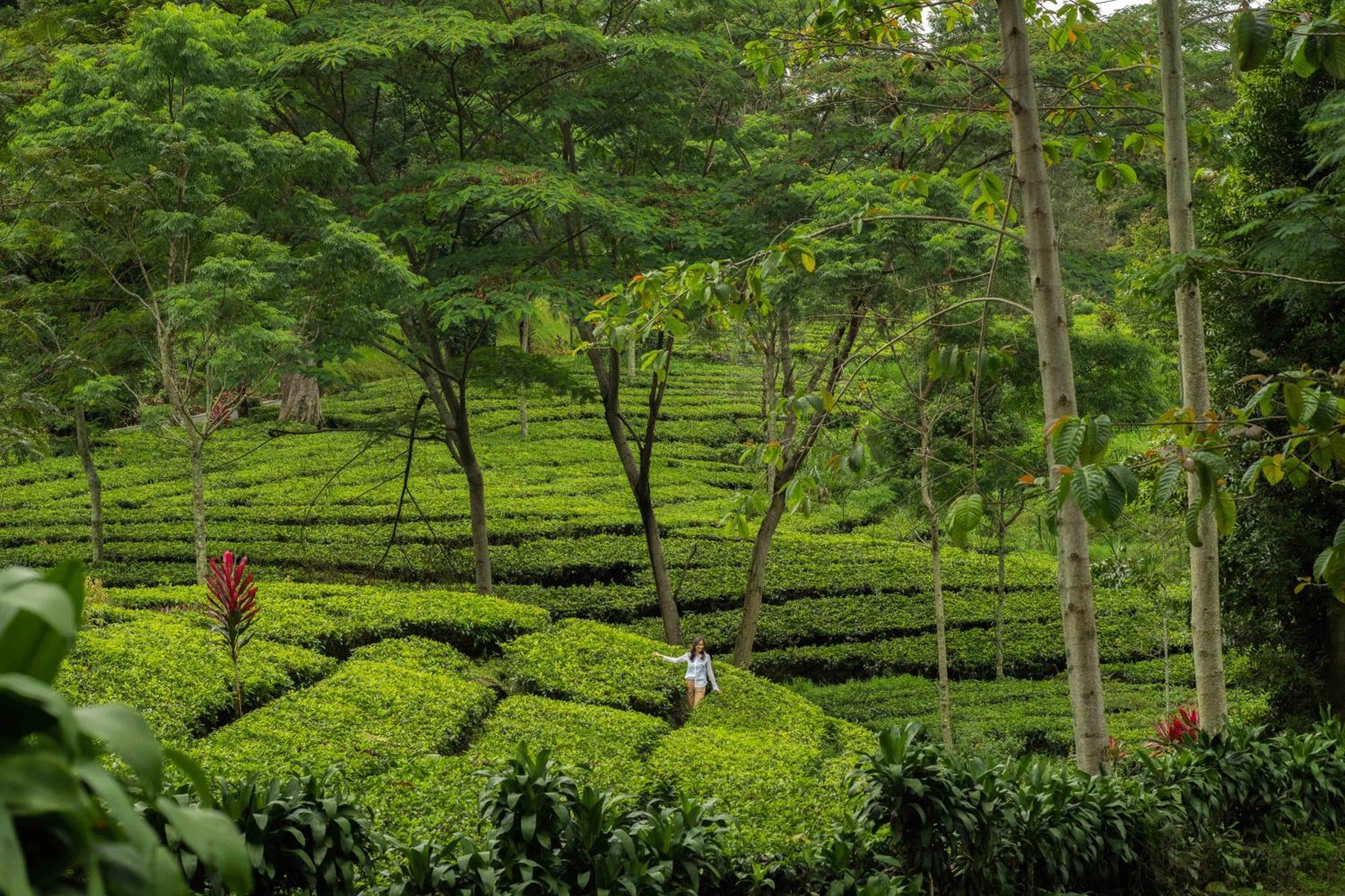 Novus Giri Resort & Spa Puncak Exteriör bild