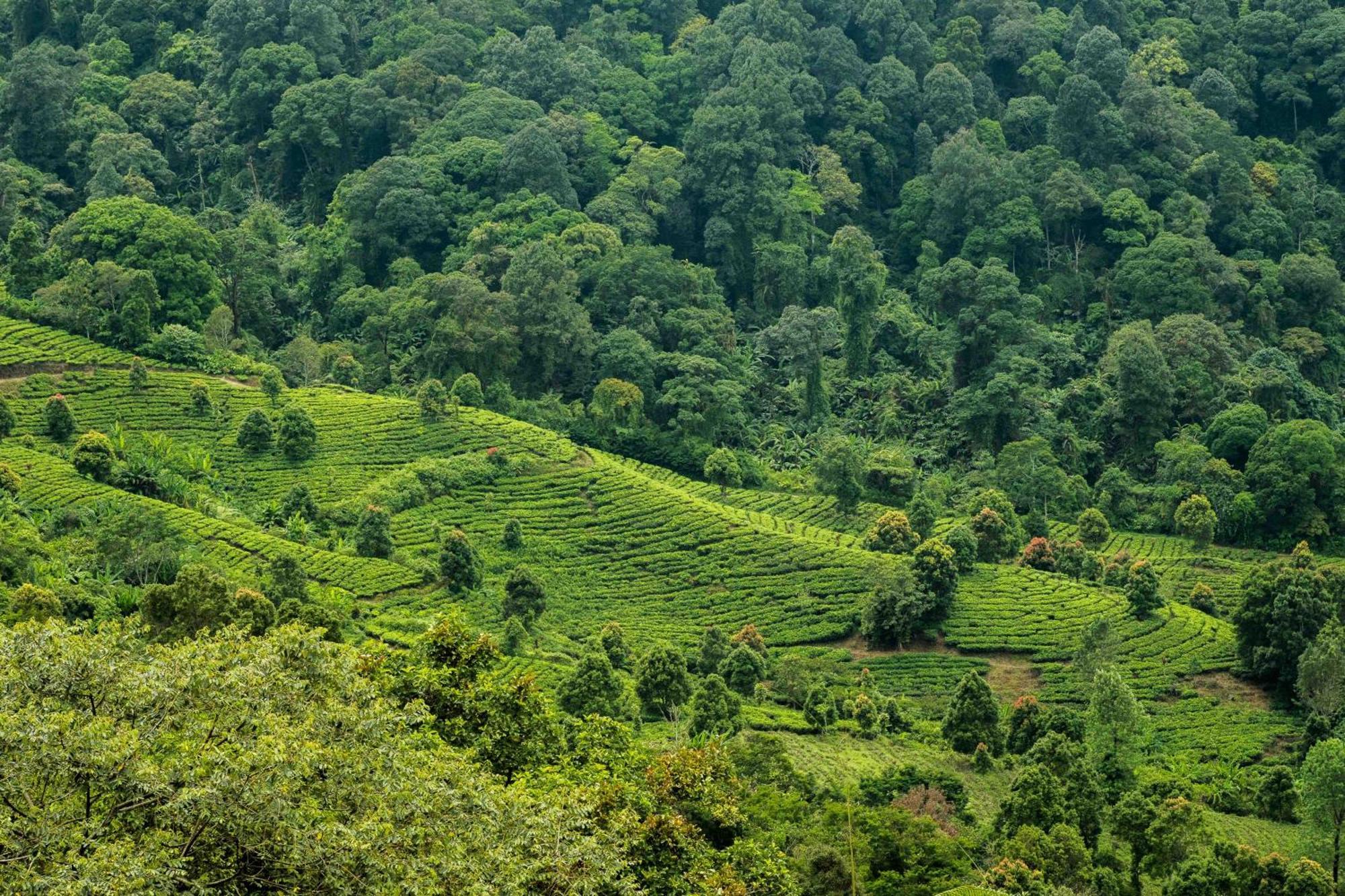 Novus Giri Resort & Spa Puncak Exteriör bild